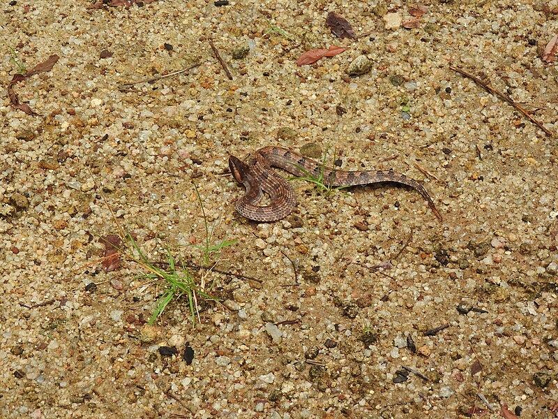 File:Viper snake-4-karaiyar-mundanthurai-tirunelveli-India.jpg