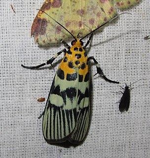 <i>Vitessa suradeva</i> Species of moth