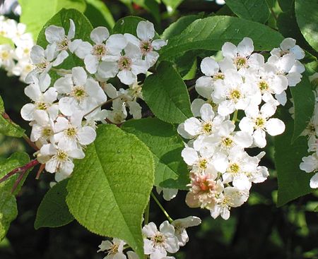 Prunus padus