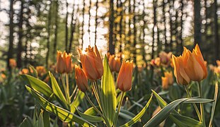 Tulipani v Arboretumu Volčji PotokAvtor: Aleš Krivec