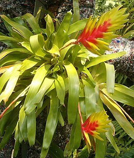 <i>Vriesea carinata</i> Species of flowering plant