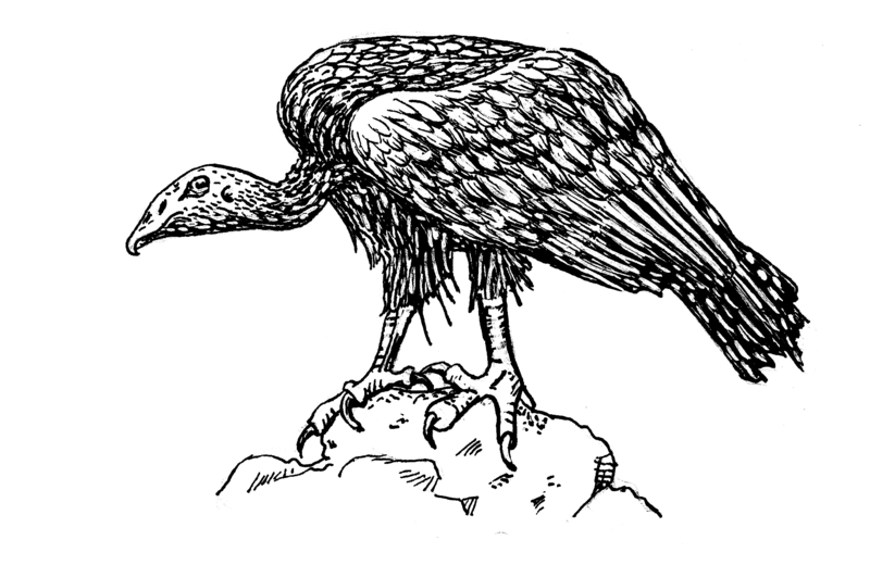 File:Vulture 2 (PSF).png