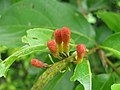 Boutons floraux de Combretum rotundifolium