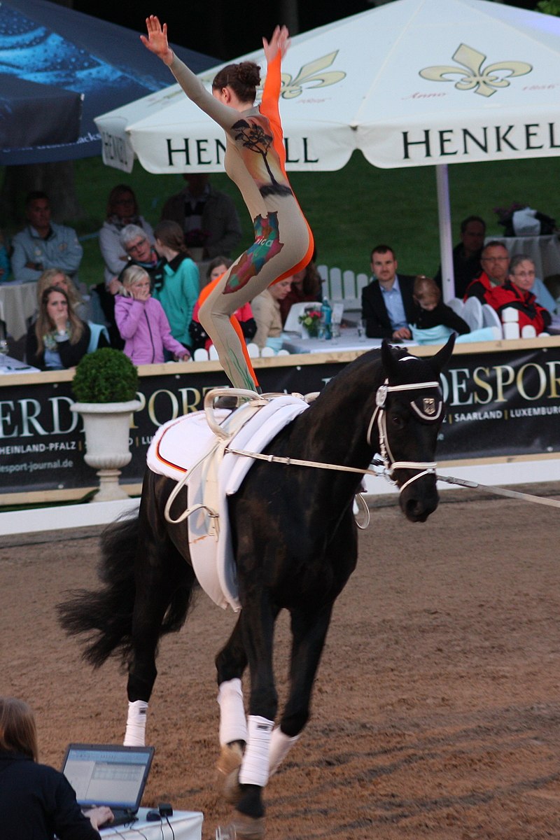 Vaulting Horse Gymnastics