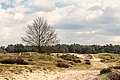 * Nomination Walk across the Hulshorsterzand/Hulshorsterheide. Solitaire Quercus in the drifting sand area. --Agnes Monkelbaan 04:34, 7 April 2020 (UTC) * Promotion  Support Good quality -- Johann Jaritz 04:47, 7 April 2020 (UTC)
