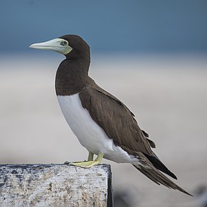White-bellied Booby (Sula leucogaster)