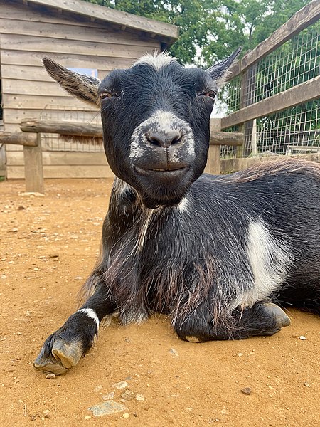 File:West African pygmy goat at Whipsnade Zoo.jpg