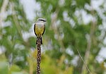 Thumbnail for File:Western Kingbird (34975764516).jpg