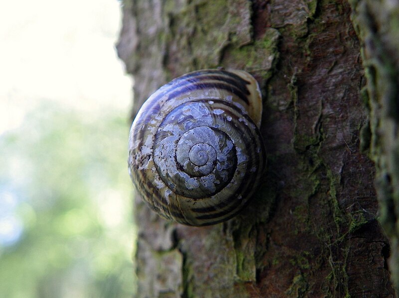 File:White-Lipped Snail (Cepaea hortensis) in Thirlmere Wood.jpg