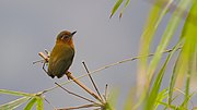 Thumbnail for White-browed piculet