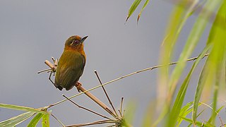 <span class="mw-page-title-main">White-browed piculet</span> Species of bird