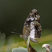 Castilia ofella (White-dotted crescent) underside