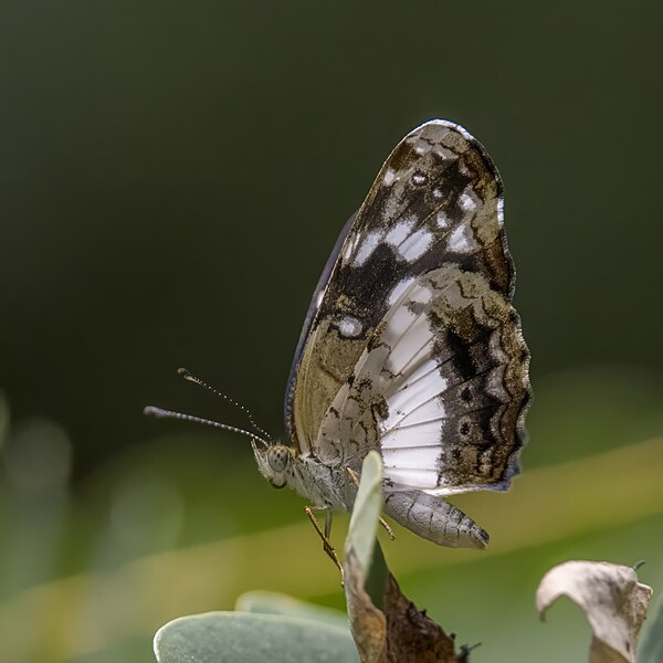 File:White-dotted crescent (Castilia ofella) Antioquia.jpg