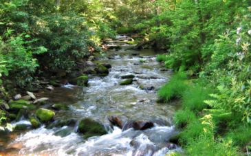 White Deer Hole Creek