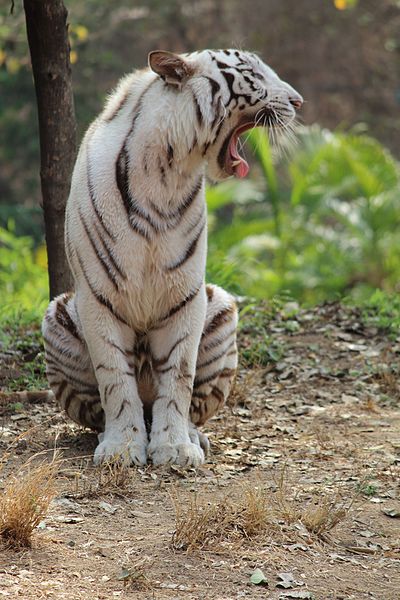 File:White Tiger at Nehru Zoological park, Hyd.jpg