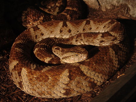 Bothrops_leucurus