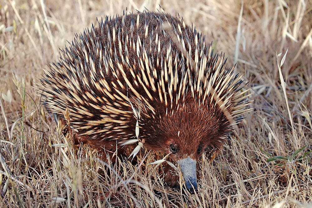 The average adult weight of a Short-beaked echidna is 4.5 kg (9.92 lbs)