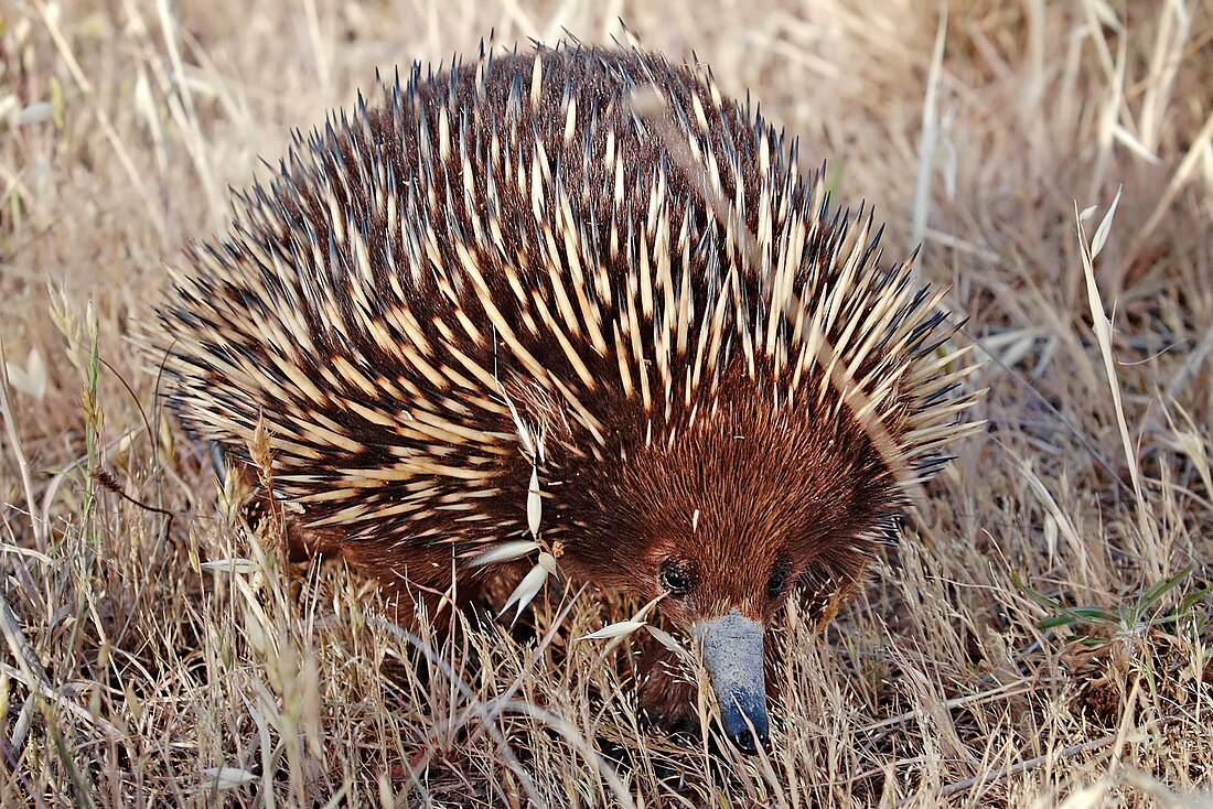 Tachyglossus aculeatus