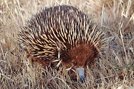 Tachyglossus aculeatus (Short-beaked Echidna)