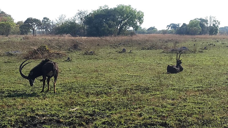 File:Wildlife chaminuka.jpg