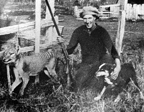Photo de 1930 du dernier thylacine sauvage connu. Will Batty, un fermier, pose à côté du thylacine qu'il vient de tuer.