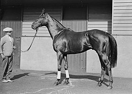 Windbag one of Australia's most successful racehorses standing in front of stables, New South Wales, 1925..jpg