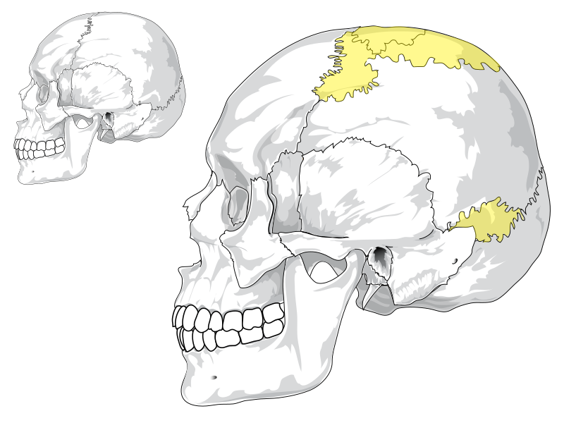 Skull and Bones, Skull & Bones Wiki