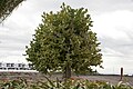 Euphorbia lactea