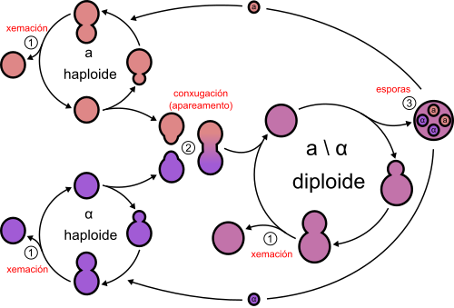 Saccharomyces Cerevisiae