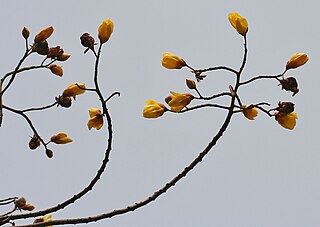 <i>Cochlospermum religiosum</i>