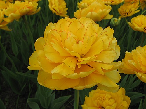 Yellow tulips at the Spring Flower Ball in Kharkiv 02.jpg