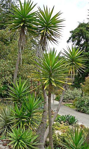 Yucca aloifolia 1.jpg