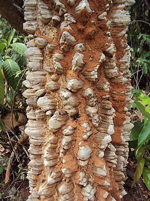 ಕವಟೆಕಾಯ್ಮರ