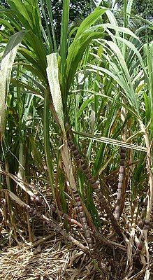 Sugar cane (Saccharum officinarum)