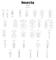 Все отряды насекомых Личинки v1.0.png