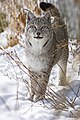 * Nomination Eurasian lynx in a snow. Almatinsky nature reserve, Talgar District, Almaty Region, Kazakhstan. By User:Айнур Алматинский ГПЗ --Красный 03:57, 17 July 2024 (UTC) * Promotion  Support Good quality. --Plozessor 04:25, 17 July 2024 (UTC)