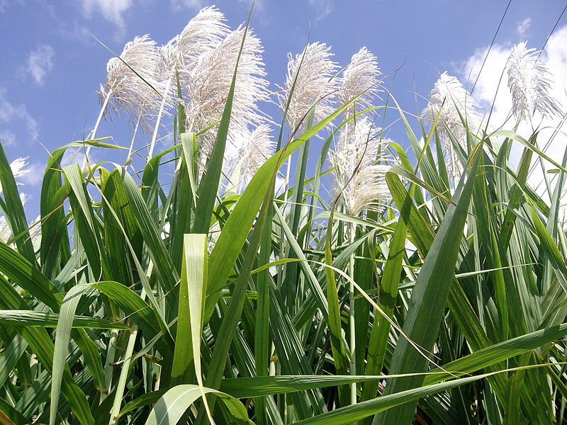 File:"Flowers of sugar cane".jpg