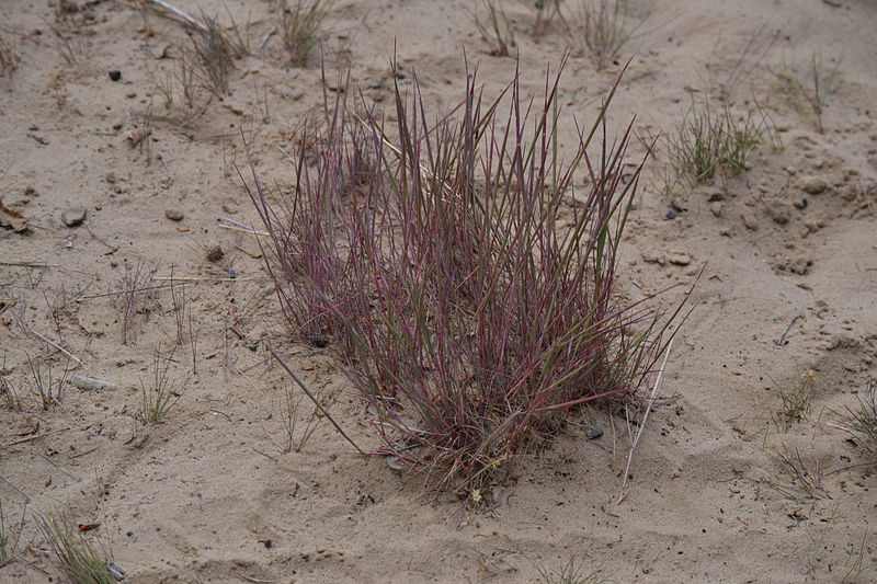 File:'Weisser Strand' am Flakensee in Woltersdorf Juni 2014 - 29.JPG