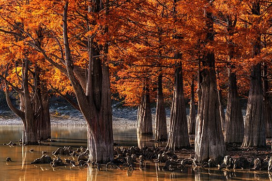 Болотные Кипарисы (Taxodium distichum) около Сукко, Анапа, Краснодарский край. Автор - Александр Хорошилов