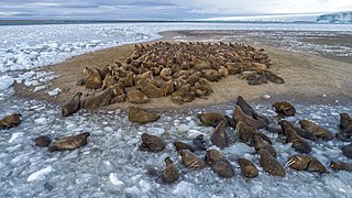 Лежка моржей на острове Нортбрук.jpg