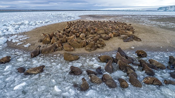 Walruses lying on Northbrook Island. Russian Arctic National Park Ilya Timin