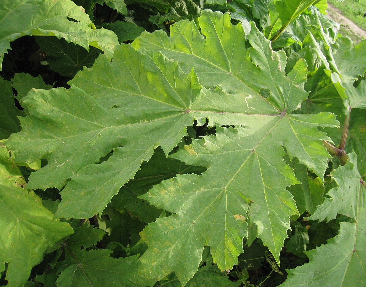 Борщевик фото крупным планом листья фото сосновского