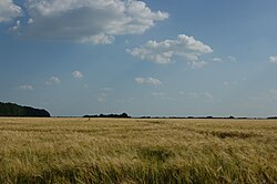 wheat field, Dobrinsky district
