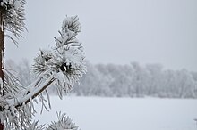 Парк имени Чекмана зимой. Хмельницкий. Фото 50.jpg