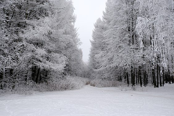 140. Сосновая роща, Йошкар-Ола Автор — Nikita Vetrennyi