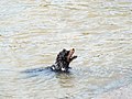 Собака купается в Амуре Т воды 24 град ф2.JPG