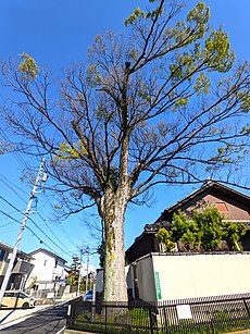 「助光のケヤキ」（名古屋市景観重要樹木）