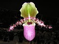 Hui Xie Dou She Lan Paphiopedilum glaucophyllum -Xiang Gang Sha Tian Yang Lan Zhan Shatin Orchid Show, Hong Kong- (9252405835).jpg