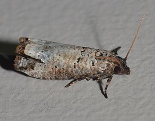 <i>Notocelia culminana</i> Species of moth