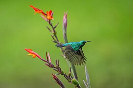 076 Olive-bellied sunbird flying at Kibale National Park Photo by Giles Laurent.jpg